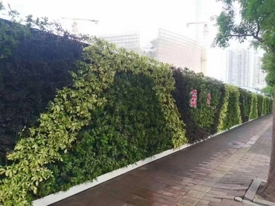 廣州成茂園林綠化 專業(yè)植物租賃與養(yǎng)護，打造綠色辦公空間