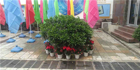 綠意煥新校園，盆栽租賃扮靚校園一角