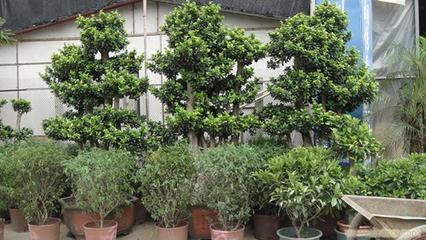 上海思羽園林綠化 專業(yè)花卉租賃，為寫字樓與生活空間注入自然生機