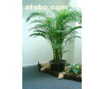 綠化植物租擺產(chǎn)品庫與養(yǎng)護服務(wù) 打造綠色生態(tài)辦公與生活空間