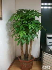 上海辦公室綠植租擺與花卉租賃服務(wù) 專業(yè)園林綠化，價格實惠，助力商務(wù)環(huán)境升級