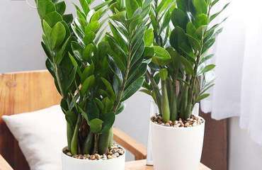 南昌花卉租賃指南 專業公司、價格解析與貼心養護服務