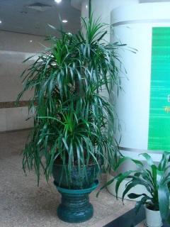 杭州專業植物租賃與綠化養護一體化解決方案