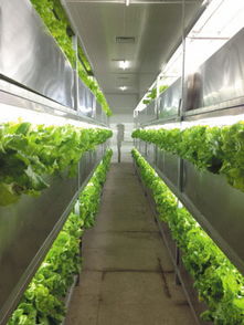 植物工廠的分類與綠化植物租賃 現(xiàn)代城市綠化的創(chuàng)新與便捷