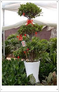 綿陽利瓊花卉 專業(yè)三層榕租賃服務(wù)，打造綠色典雅的活動慶典與會場布置