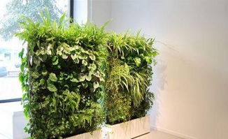 綠意盎然，商丘花卉租賃與養(yǎng)護服務(wù)全攻略